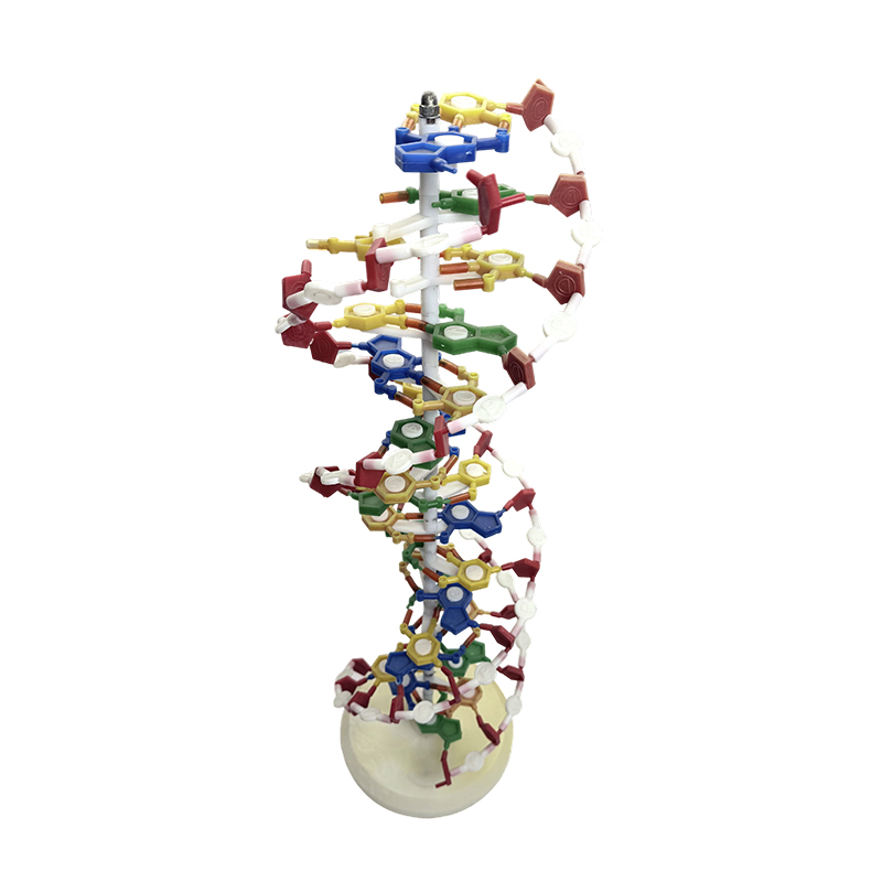 DNK model, model dvostruke spirale DNK, medicinski model dvostruke spirale DNK u boji