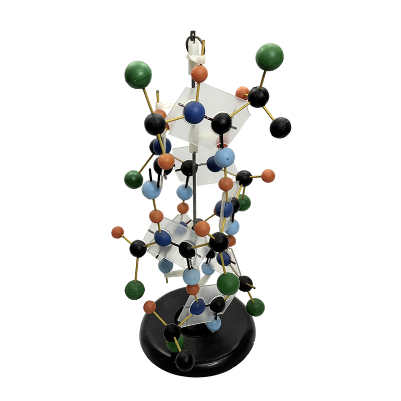 Obrazovna oprema Model strukture DNK biološki model 