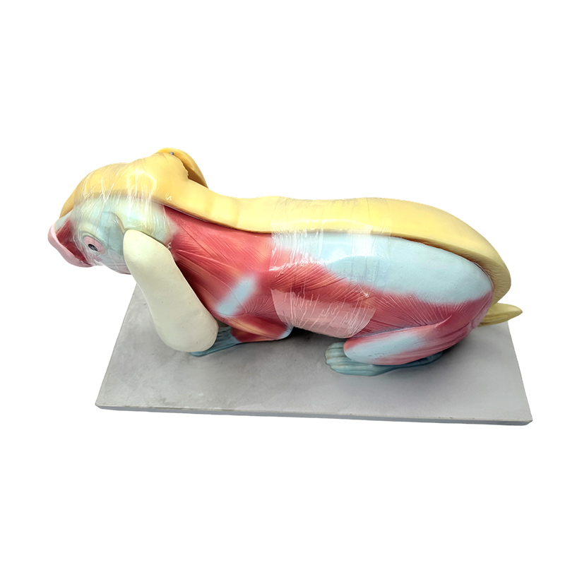 Model za nastavu biologije model anatomije zeca