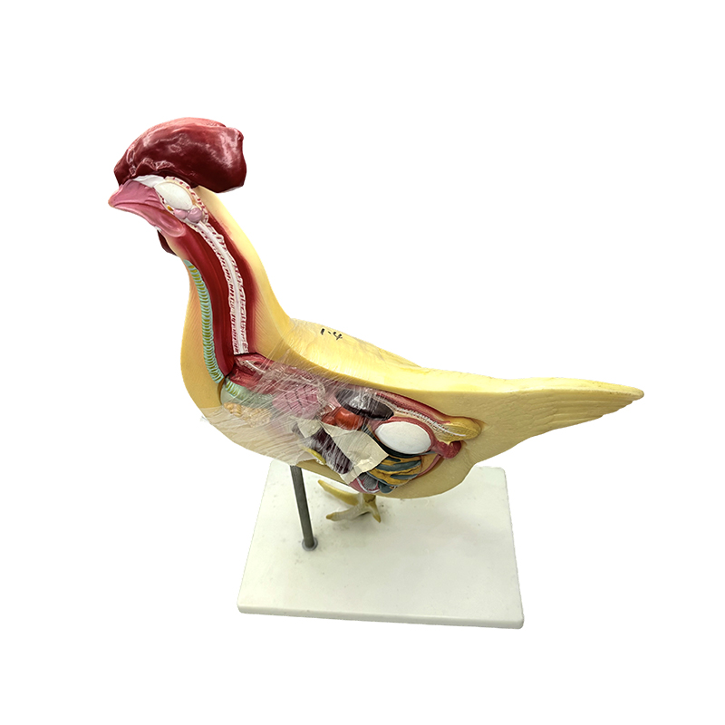 Model kokoši prirodno sveučilište medicinska znanost model za poučavanje biologije model za poučavanje instrumenta za anatomiju peradi