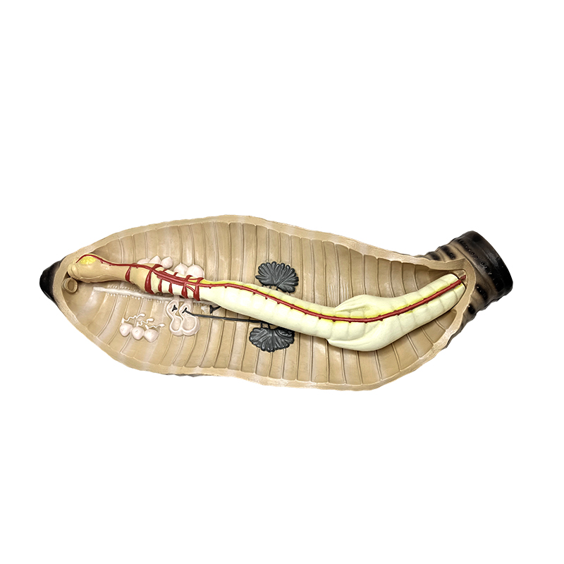 Instrument za nastavu biologije u srednjoj i srednjoj školi anatomski model gujavice
