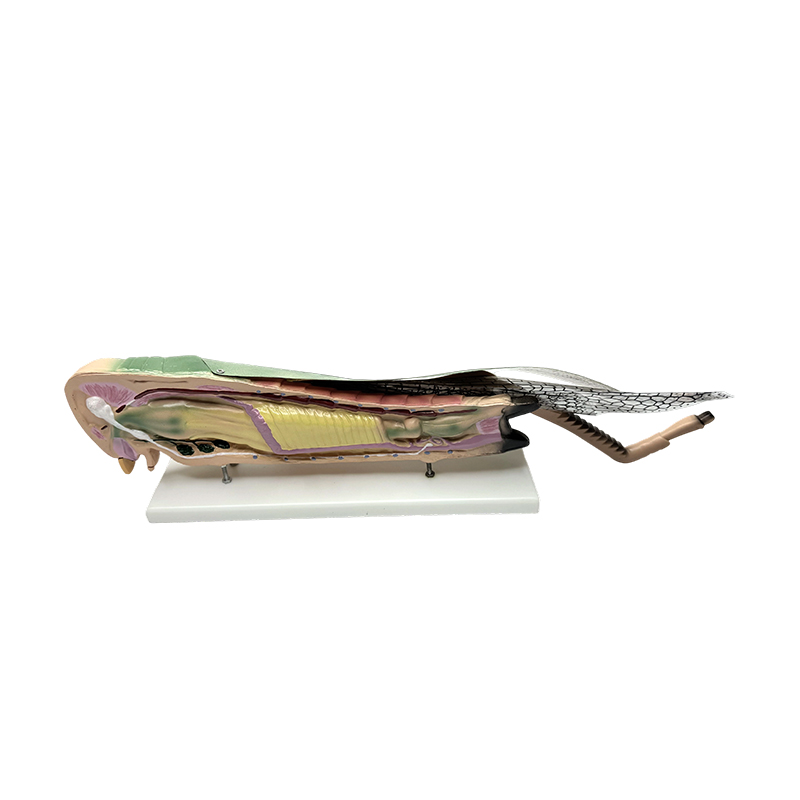 Znanstveno obrazovni anatomski model skakavaca