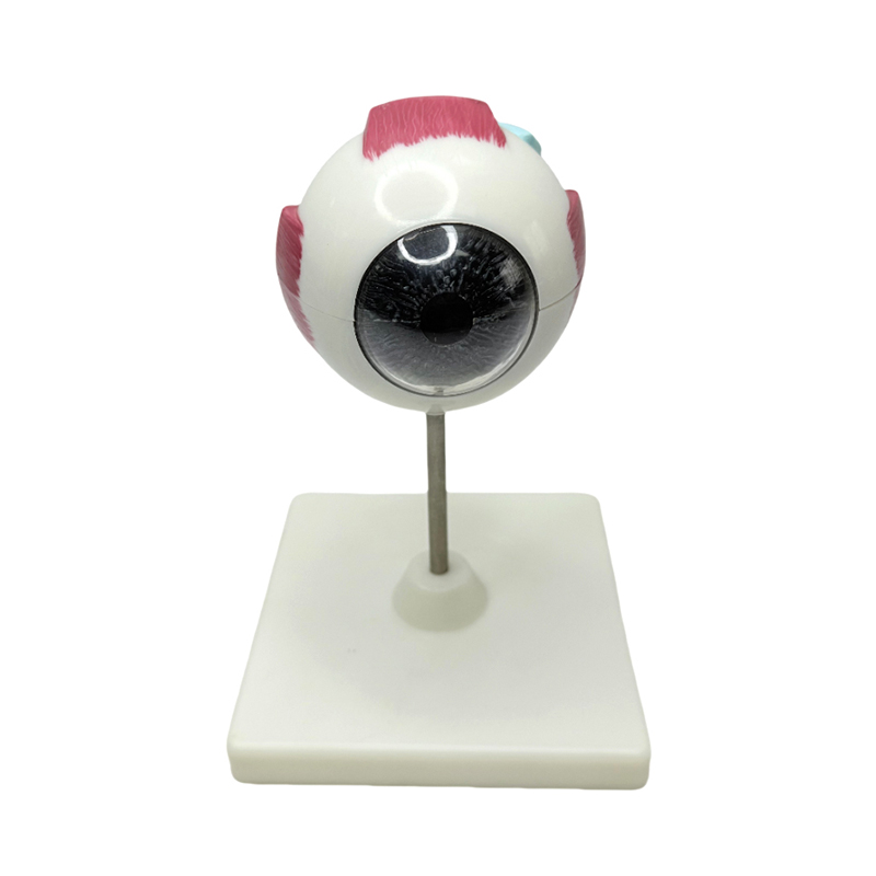 Anatomski model oka Model oka medicinski instrument za učenje Model anatomije oka s 3x povećanjem