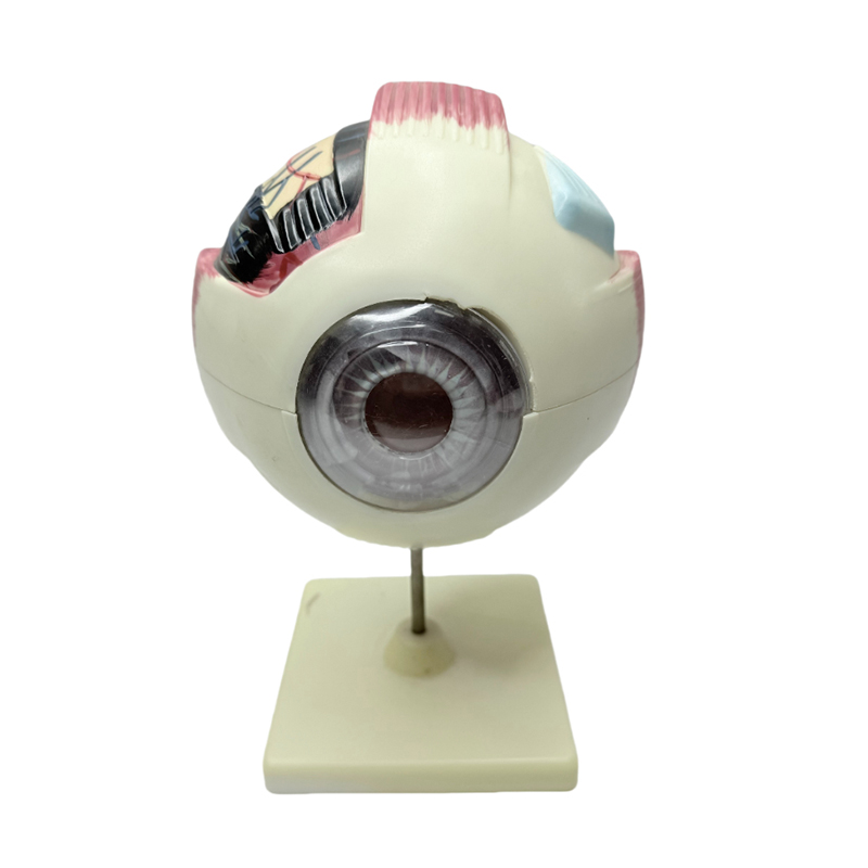 Anatomski model oka Model oka medicinski instrument za učenje Model anatomije oka s povećanjem od 6x