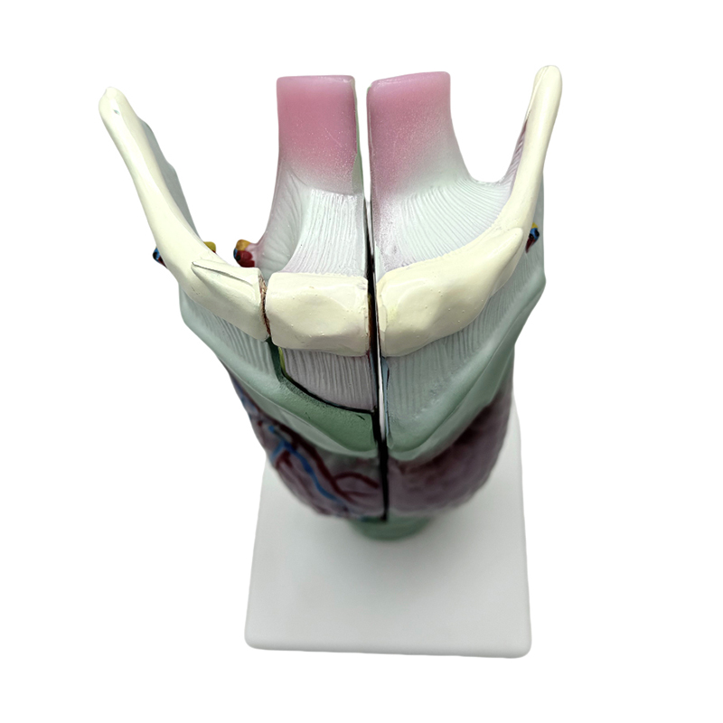 Medicinski anatomski model školske i bolničke nastave anatomskog modela grkljana