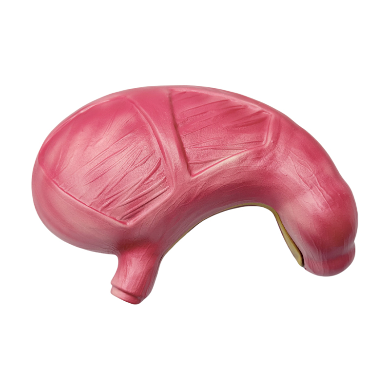 Medicinski anatomski ljudski probavni sustav organa želuca anatomski model