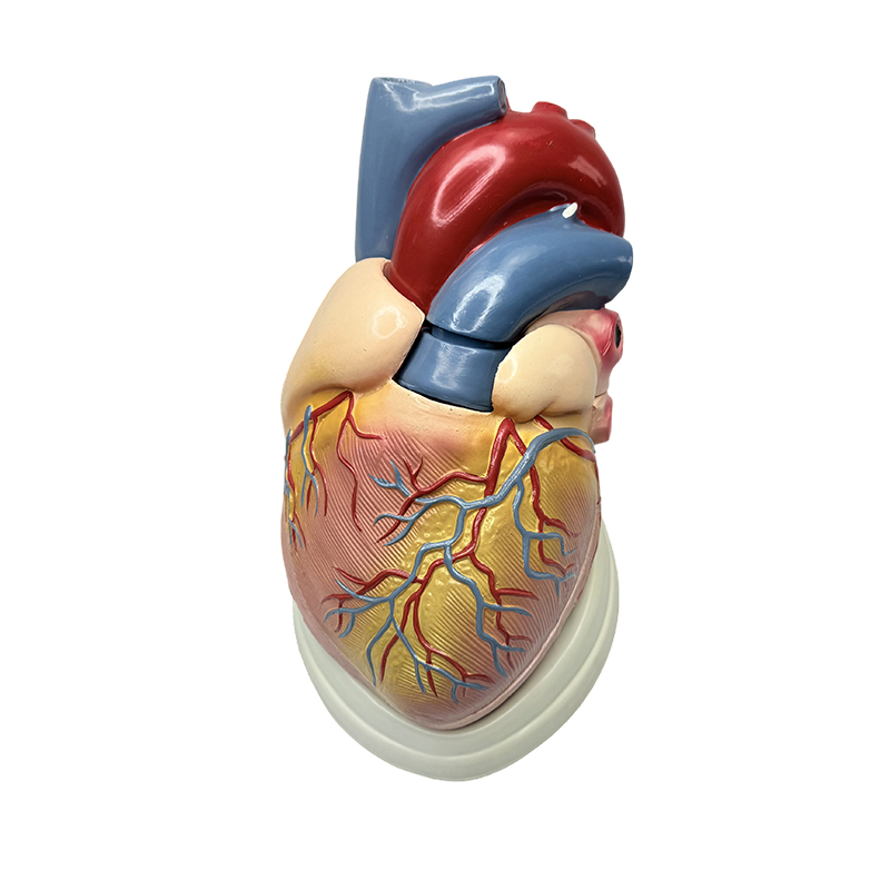 Nastava medicinske znanosti 3X model anatomije model ljudskog srca
