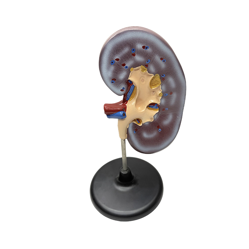 Obrazovni anatomski model ljudskog bubrega