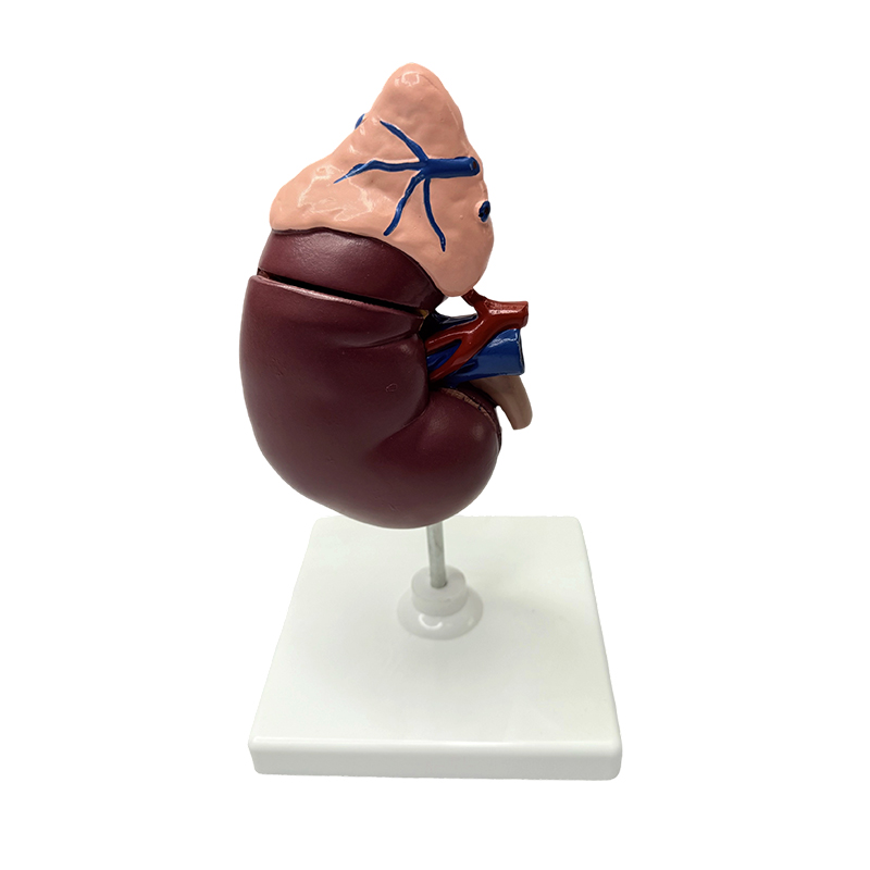 Bubrežni i nadbubrežni modeli anatomski model ljudskog tijela medicinski model anatomsko podučavanje