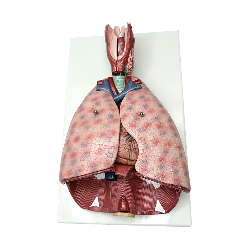Anatomski model pluća s grkljanom (7 dijelova) medicinski ljudski nastavni model ljudski anatomski model