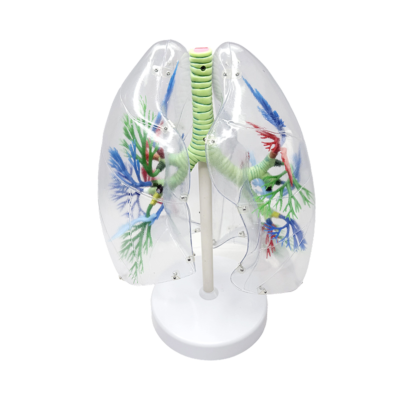 Model ljudskih pluća uvećani ljudski segmentni anatomski model pluća respiratorni ljudski organi prozirni anatomski modeli