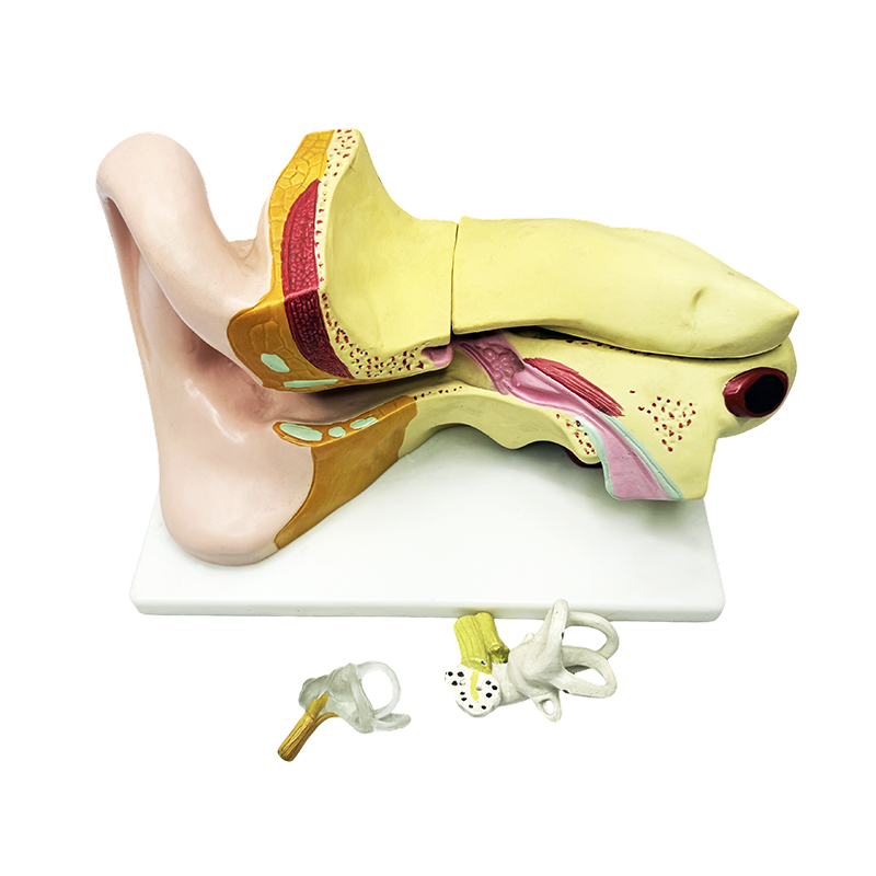 Model anatomije ljudskog uha model anatomije uha anatomija uha