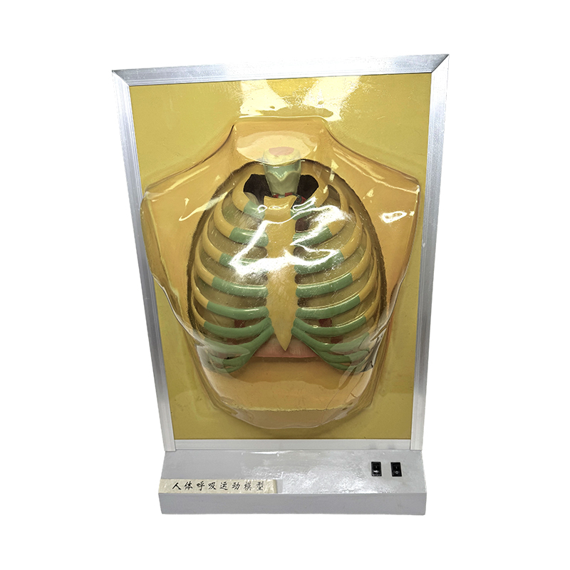 Nastavna oprema Model ljudskog organa Model anatomije pluća Medicinska nastavna pomagala Simulator respiratornih pokreta