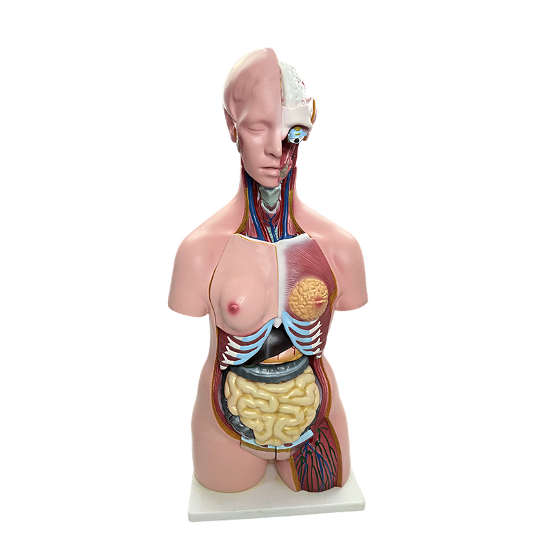 Demonstracija spola ljudskog tijela, simulacija modela trupa ljudskih organa, predavanje medicinske anatomije od 85 cm