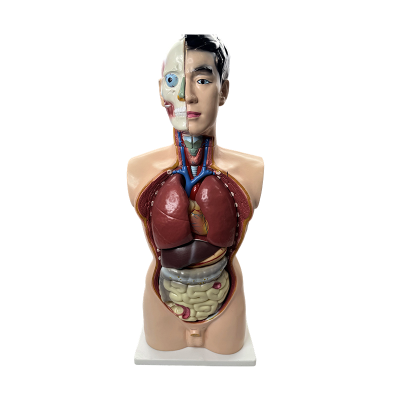 Model medicinske anatomije Model muškog torza od 85 cm