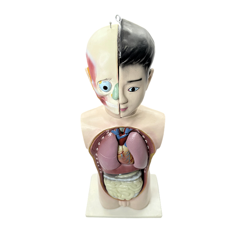 Model trupa ljudske adolescentne polovine tijela od 65 cm medicinsko biološki anatomski model torza