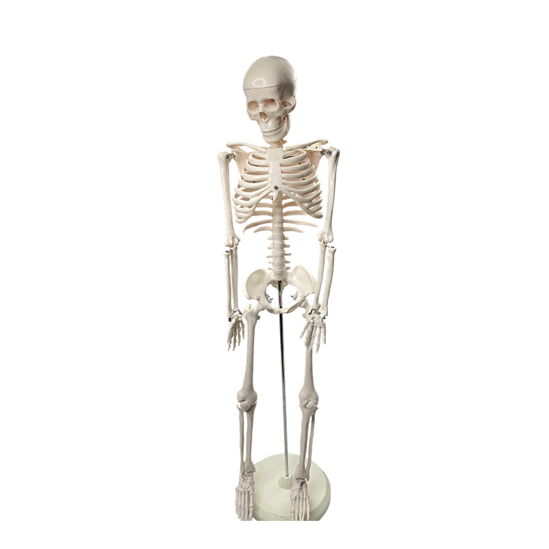 Model ljudskog kostura 85 cm