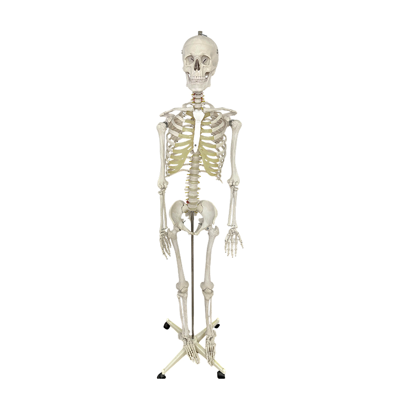 Model ljudskog kostura 170 cm