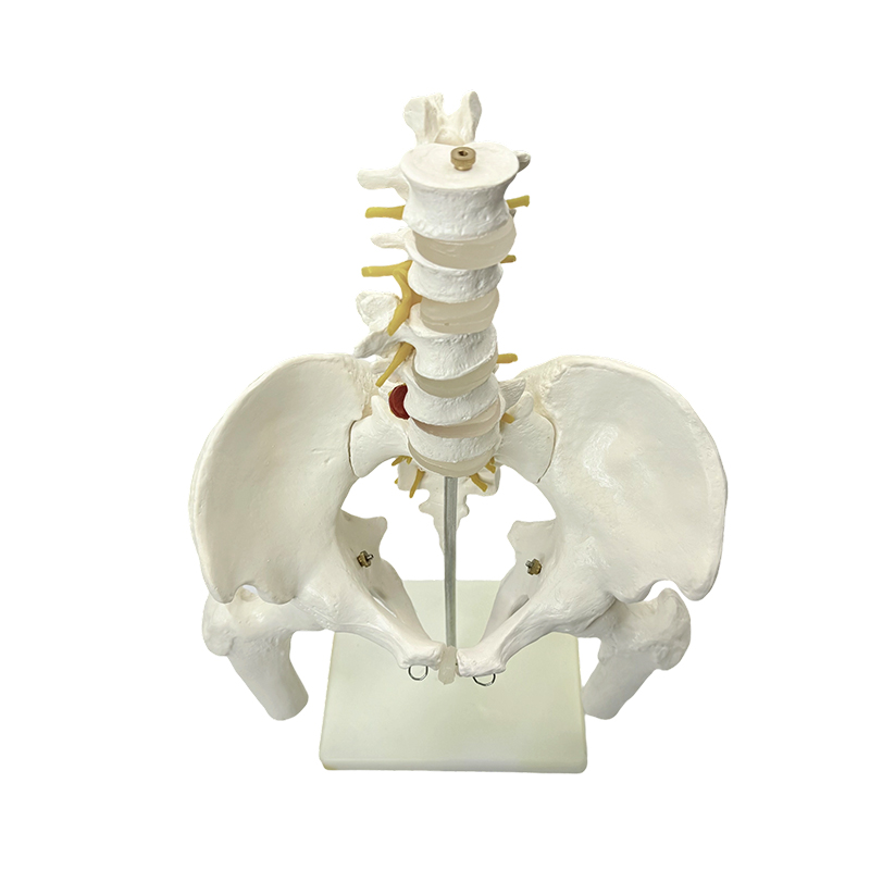 Medicinsko podučavanje modela anatomije ljudske zdjelične kosti