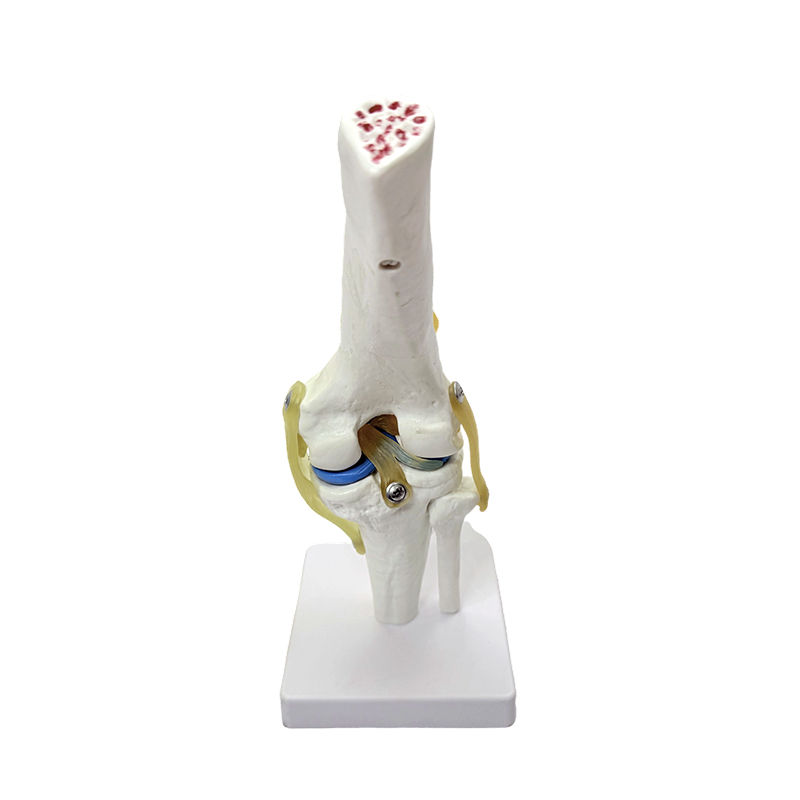 Anatomski model prirodnog velikog modela anatomije koljena model zgloba koljena