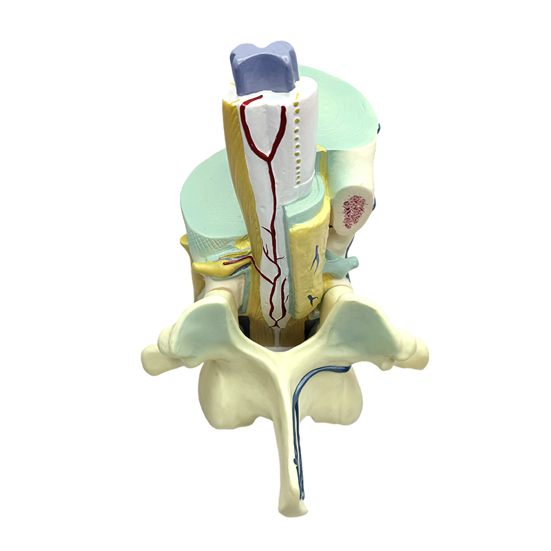 Biomedicinski nastavni model spinalni i vertebralni parcijalni modeli