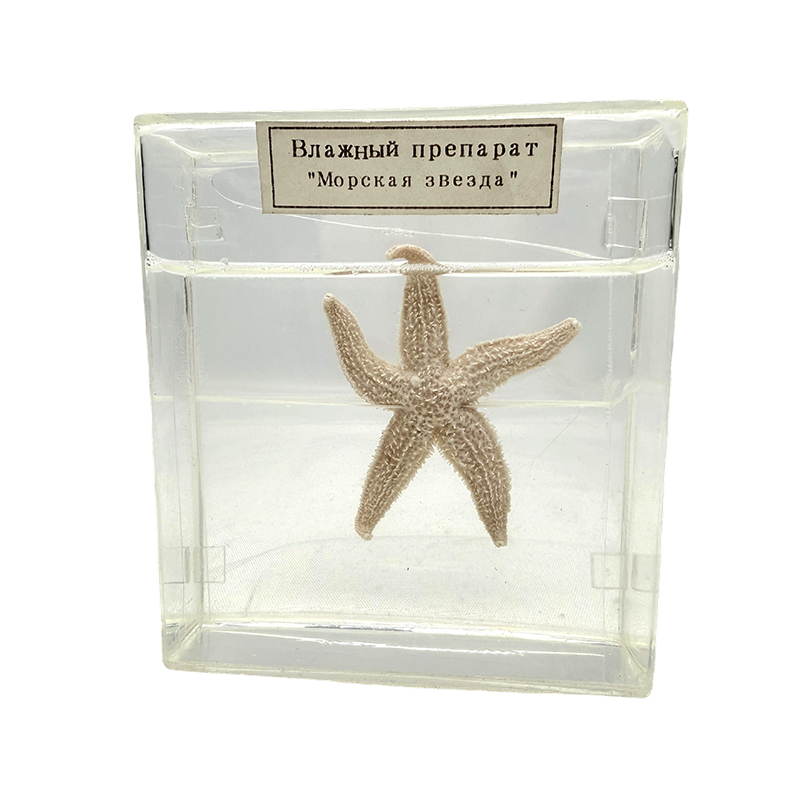 Biološki uzorak morske zvijezde
